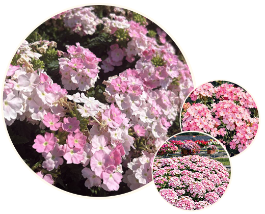 Balkonpflanze des Jahres 2026