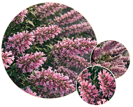 Sommerpflanze  des Jahres 2026